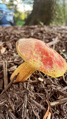 Fungi