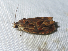 Olethreutes nigranum