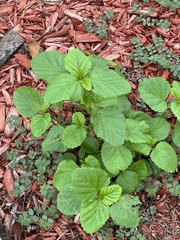 Malvastrum coromandelianum