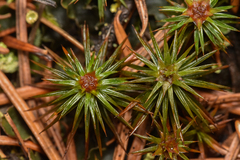 Polytrichum juniperinum