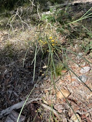Daviesia wyattiana