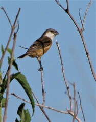 Sporophila palustris