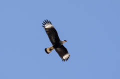 Caracara plancus