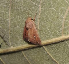 Mythimna albipuncta