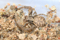 Xysticus cristatus