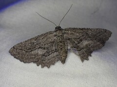 Aethaloida packardaria