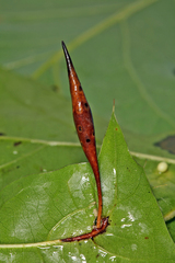 Amphibolips quercuscoelebs