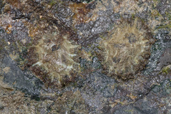 Siphonaria atra