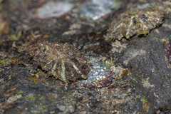 Siphonaria atra
