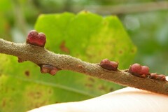 Kokkocynips imbricariae