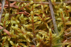 Pleurozium schreberi