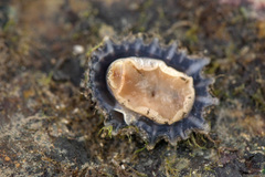 Siphonaria atra