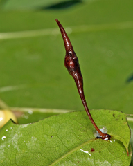 Amphibolips quercuscoelebs