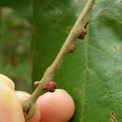 Kokkocynips imbricariae