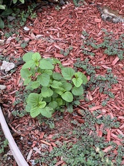 Malvastrum coromandelianum