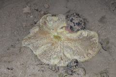 Stichodactyla gigantea