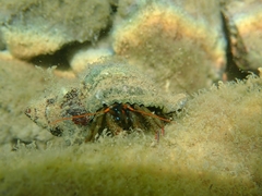 Clibanarius erythropus