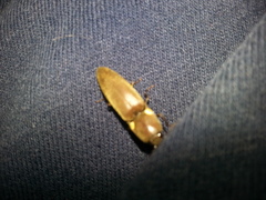 Deilelater mexicanus