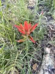 Castilleja integra