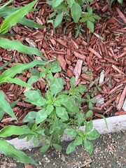 Amaranthus polygonoides