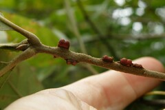 Kokkocynips imbricariae