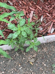 Amaranthus polygonoides