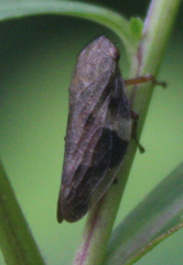 Aphrophora alni