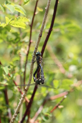 Somatochlora alpestris