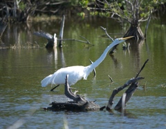 Ardea alba egretta