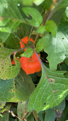 Alkekengi officinarum