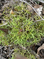 Isopogon ceratophyllus