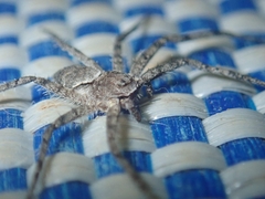 Philodromus emarginatus