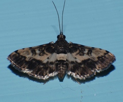 Nacoleia amphicedalis