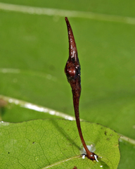 Amphibolips quercuscoelebs