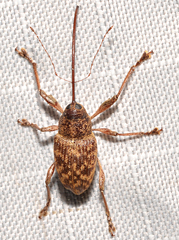 Curculio caryae