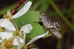 Melanoplinae