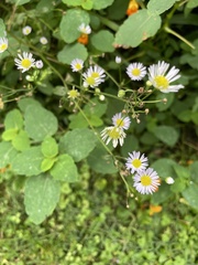 Erigeron philadelphicus