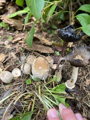 Coprinopsis variegata