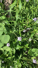 Verbena xutha