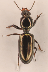Dyschirius