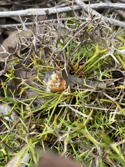 Isopogon ceratophyllus