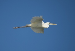 Ardea herodias occidentalis