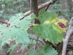 Vitis rotundifolia