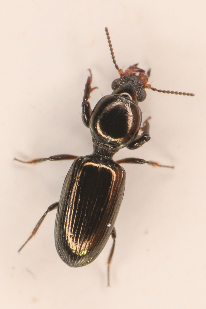 Dyschirius politus