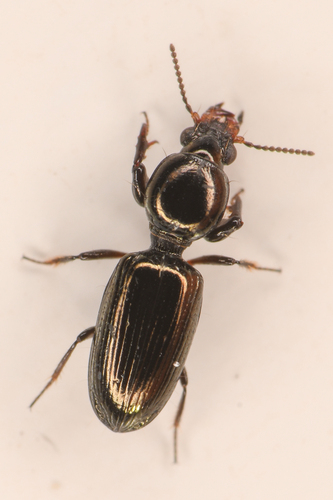 Dyschirius politus