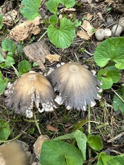 Coprinopsis variegata