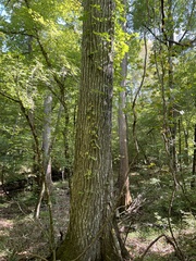 Quercus shumardii
