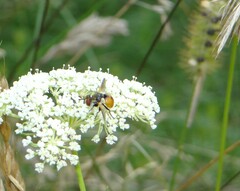 Gymnosoma