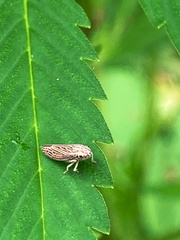 Graphocephala