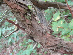 Vitis rotundifolia